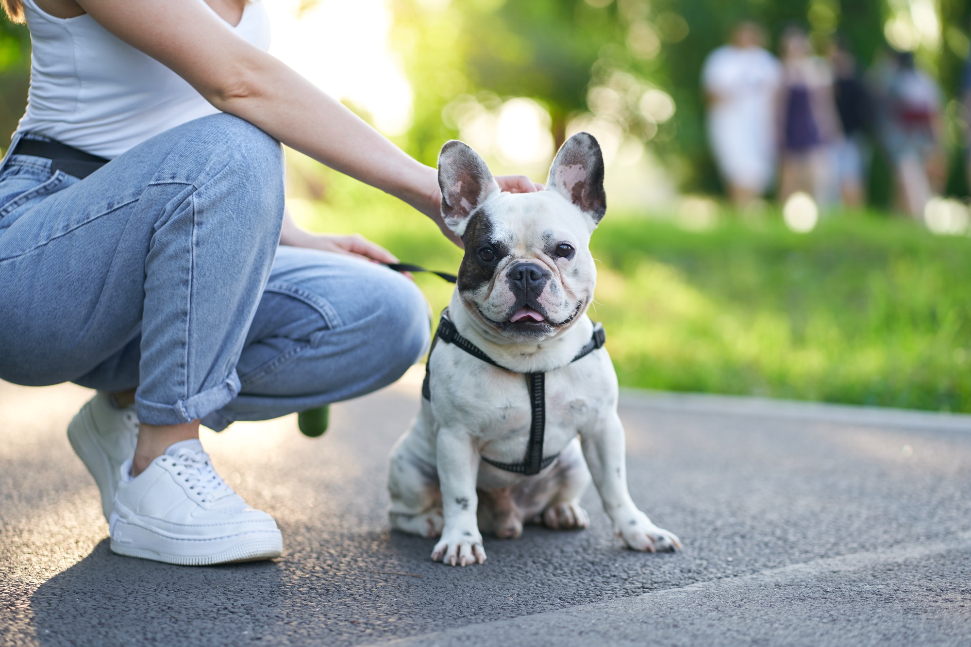 French bulldog sitting on ground in park.