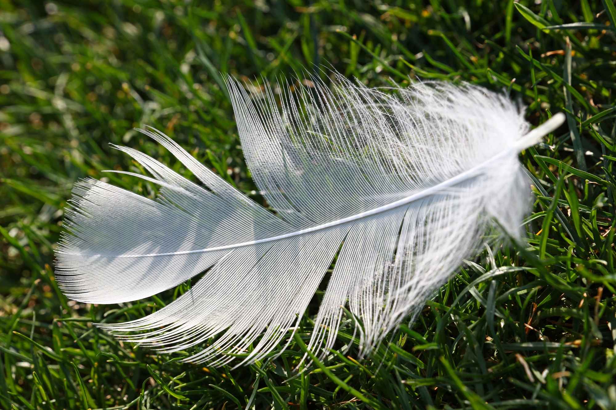 signification plume