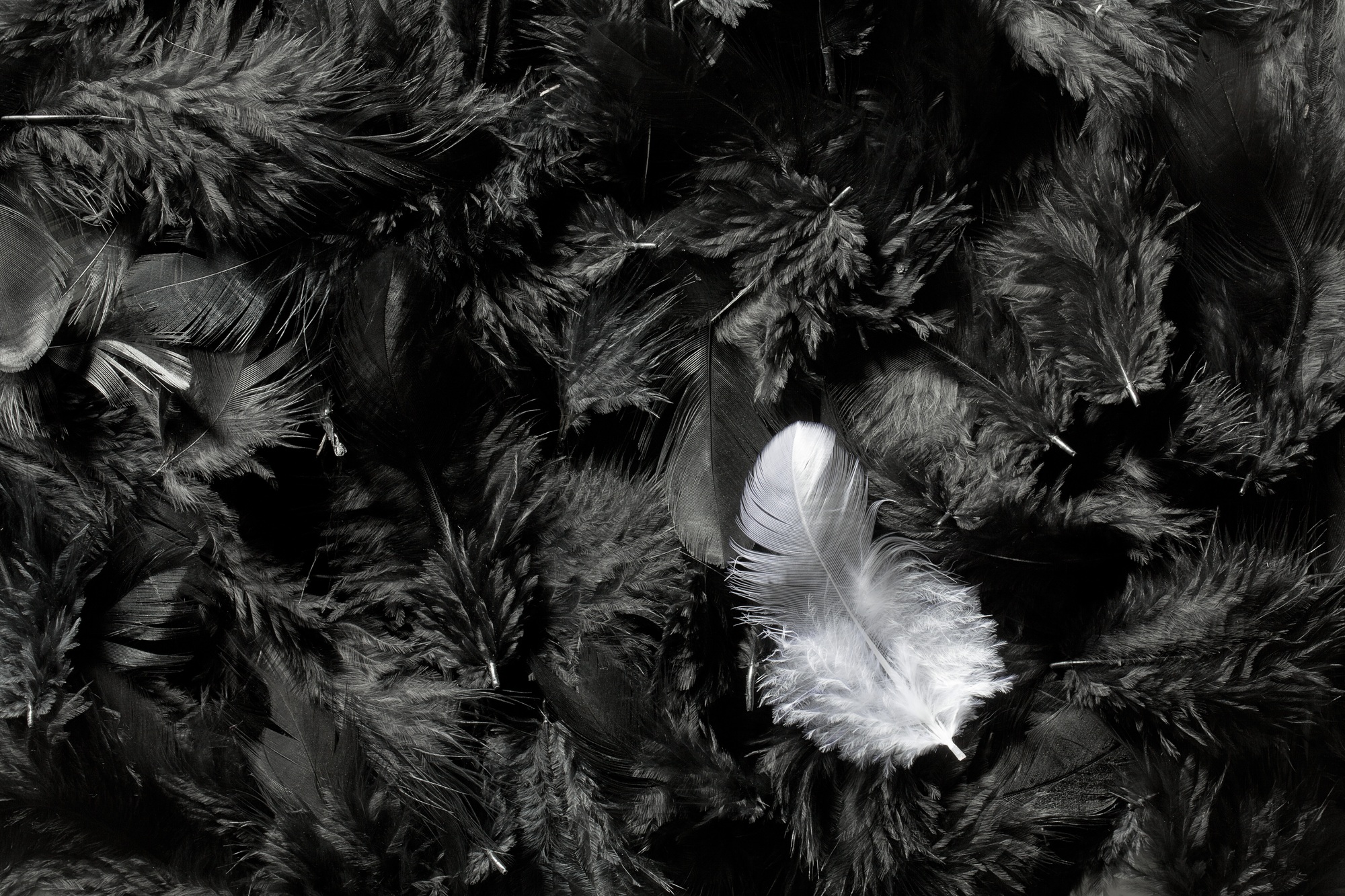 plume noire